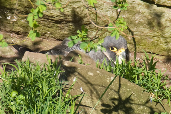 Peregrines Chicks at Falls of Clyde
